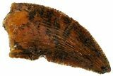 Serrated Raptor Tooth - Real Dinosaur Tooth #298138-1